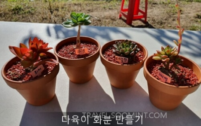 2024 양평메기수염 축제 일정, 예약, 주차장 위치