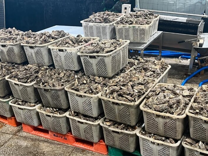 6시내고향 경남 통영의 수산물 전문점 통영자성수산 비단가리비 주문방법 