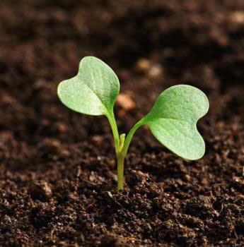 땅위로 튀어나온 새싹