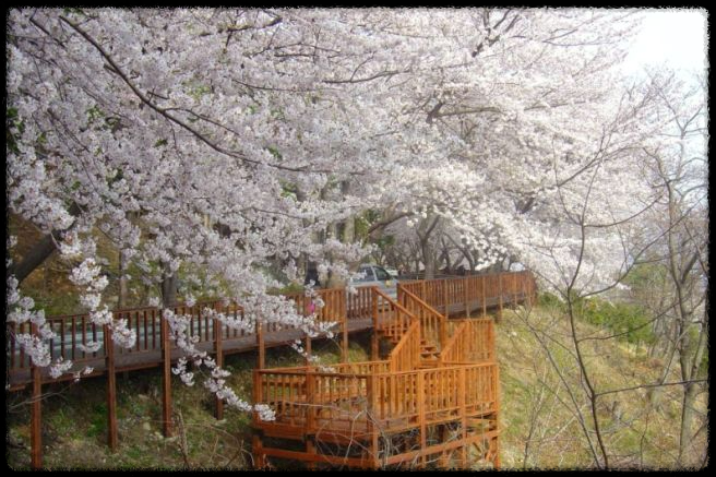 2025 진해 벚꽃 명소 BEST 7 - 인생샷 각도까지 알려드려요.