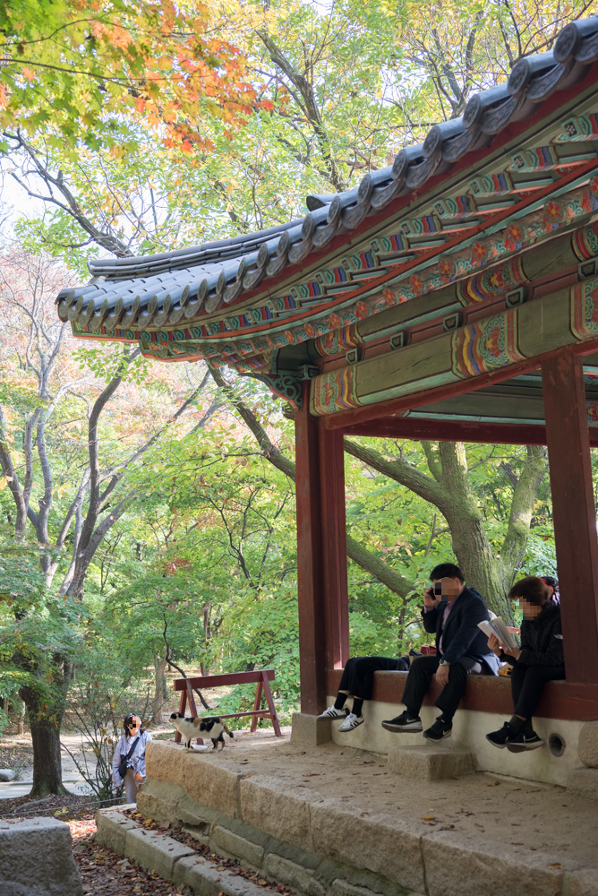 2024년 10월 30일 창경궁 단풍 근황