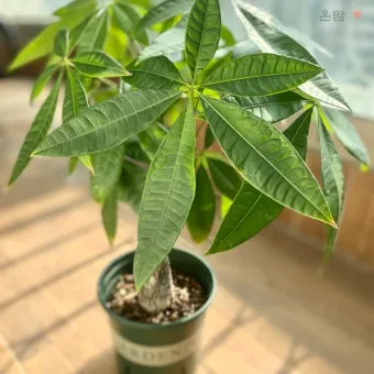 파키라 키우기 분갈이 뿌리관리 물주기간격 쉬운 관리법_5