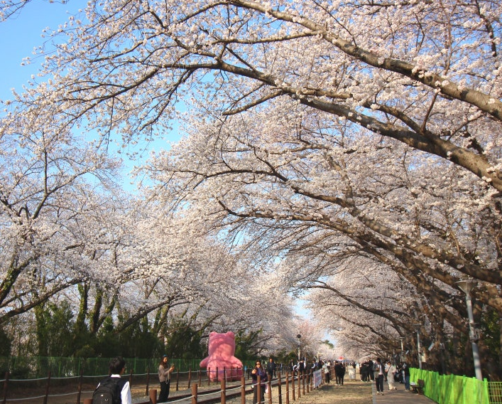 진해 군항제 벚꽃길