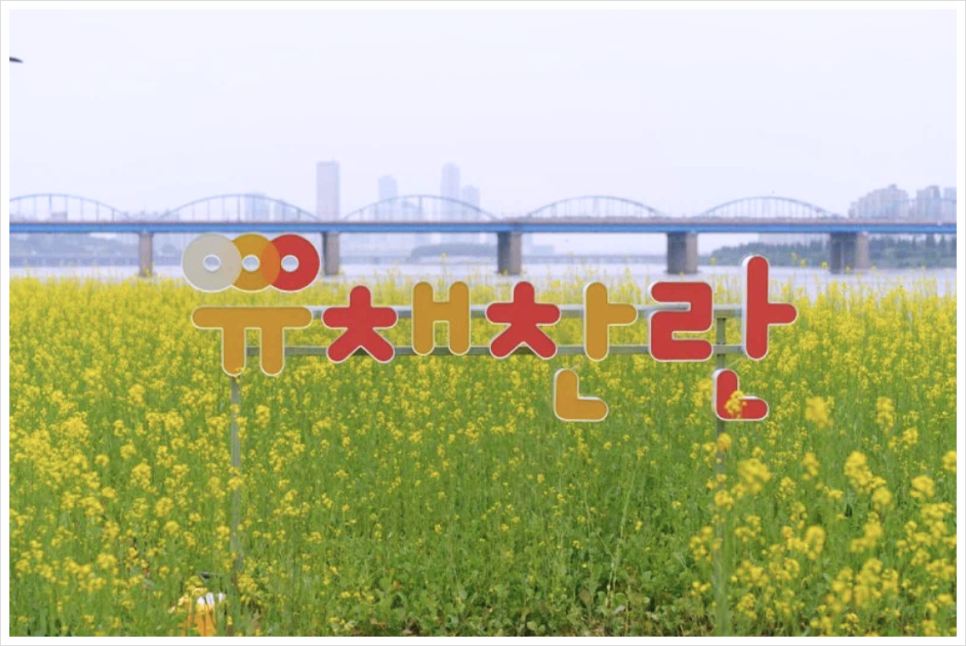 서래섬 유채꽃 축제