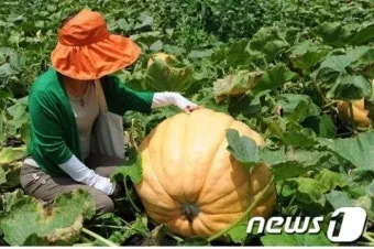 호박 재배 덩굴 유인 암꽃 관리 거름 주기_8