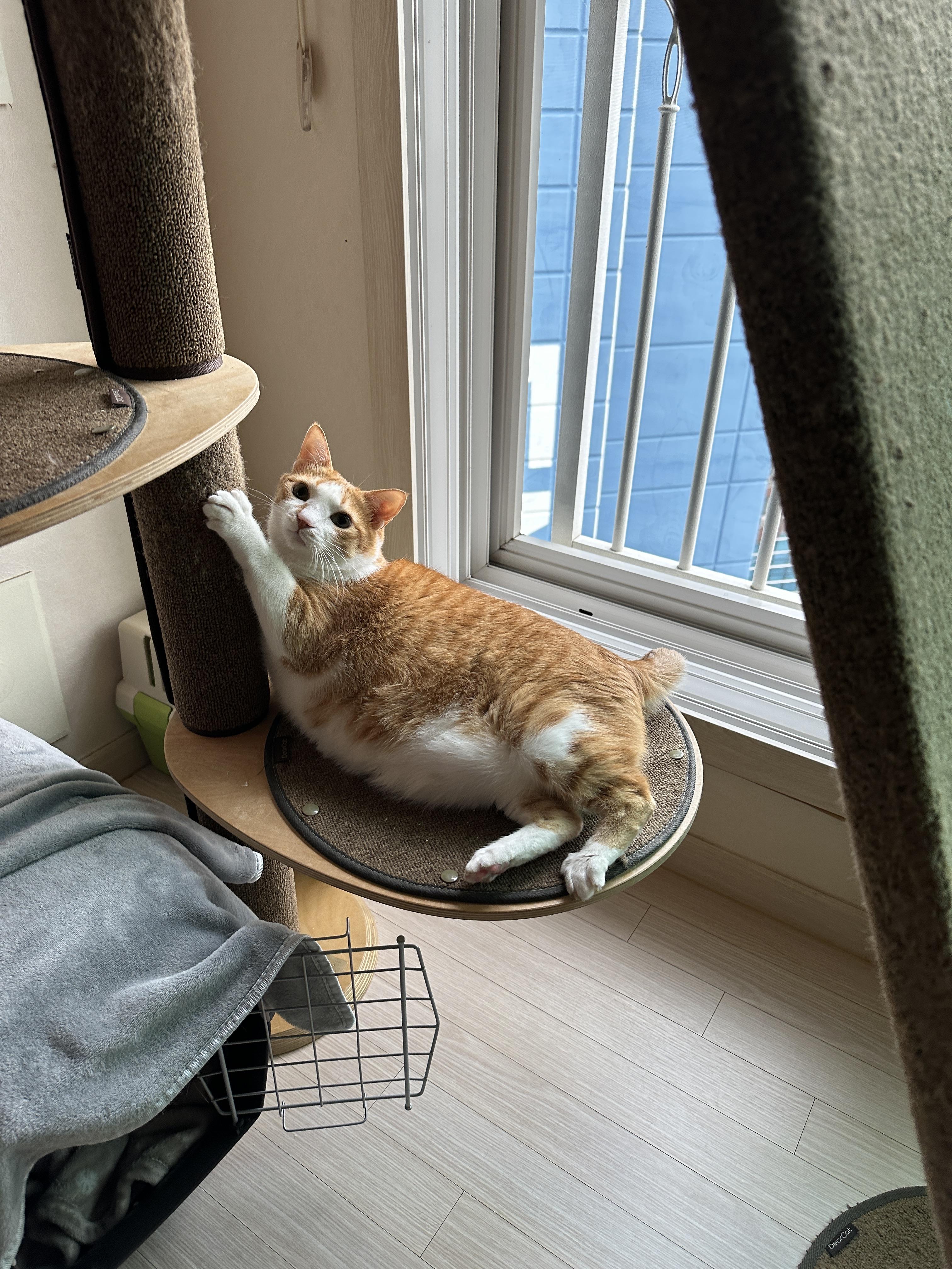 캣폴_기둥을_긁고_있는_치즈냥이_호야