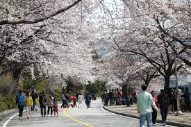 제 28회 제천 청풍호 벚꽃축제 기본일정과 특징 소개