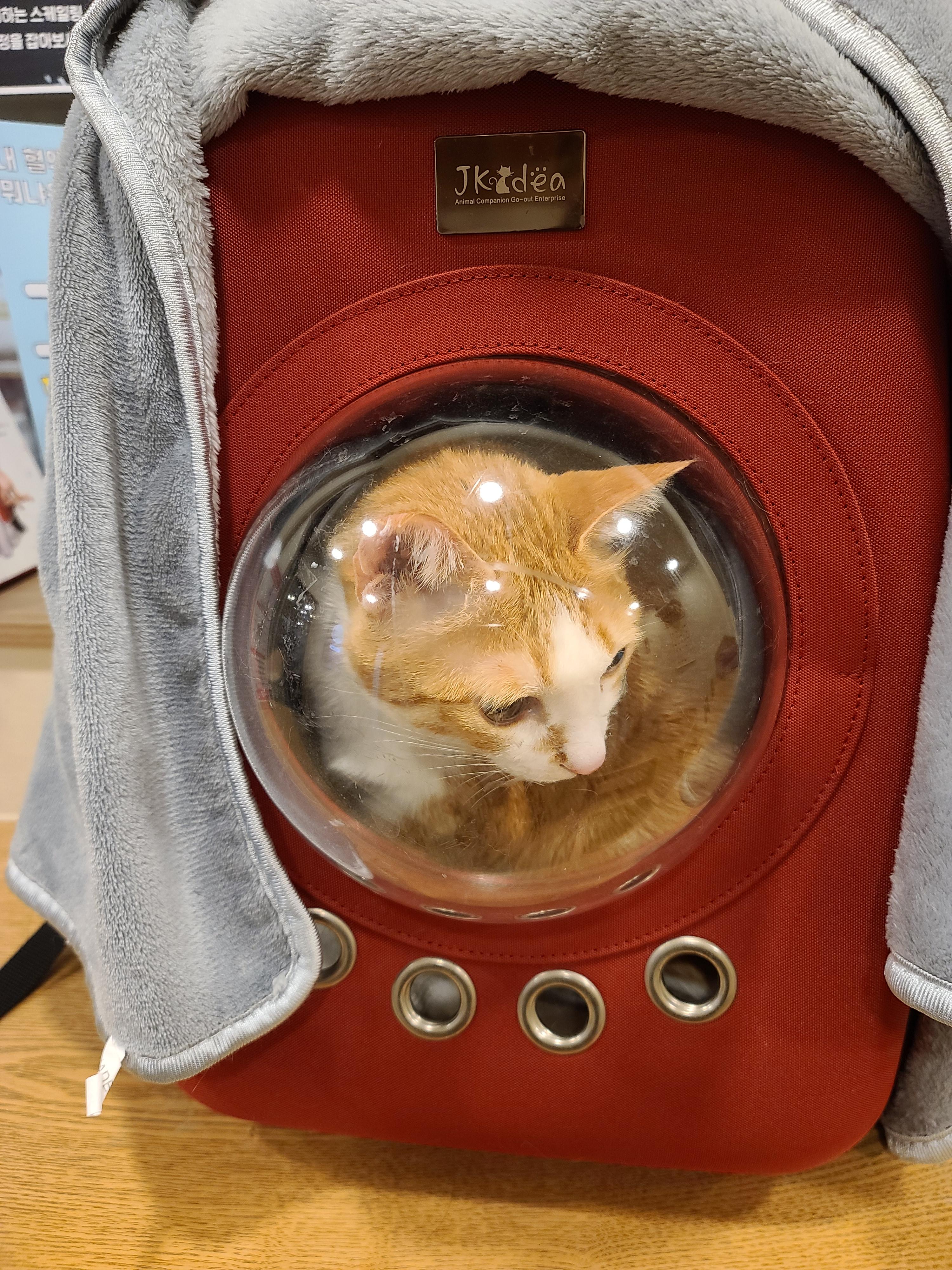 황달로 인한 호야의 입원. 고양이 황달.