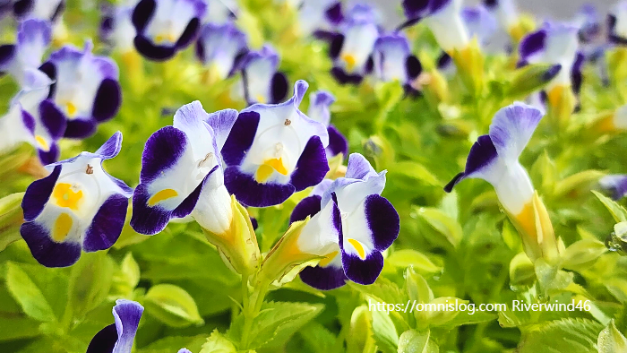 토레니아 푸르니에리(Torenia fournieri)위시본 플라워(Wishbone flower)