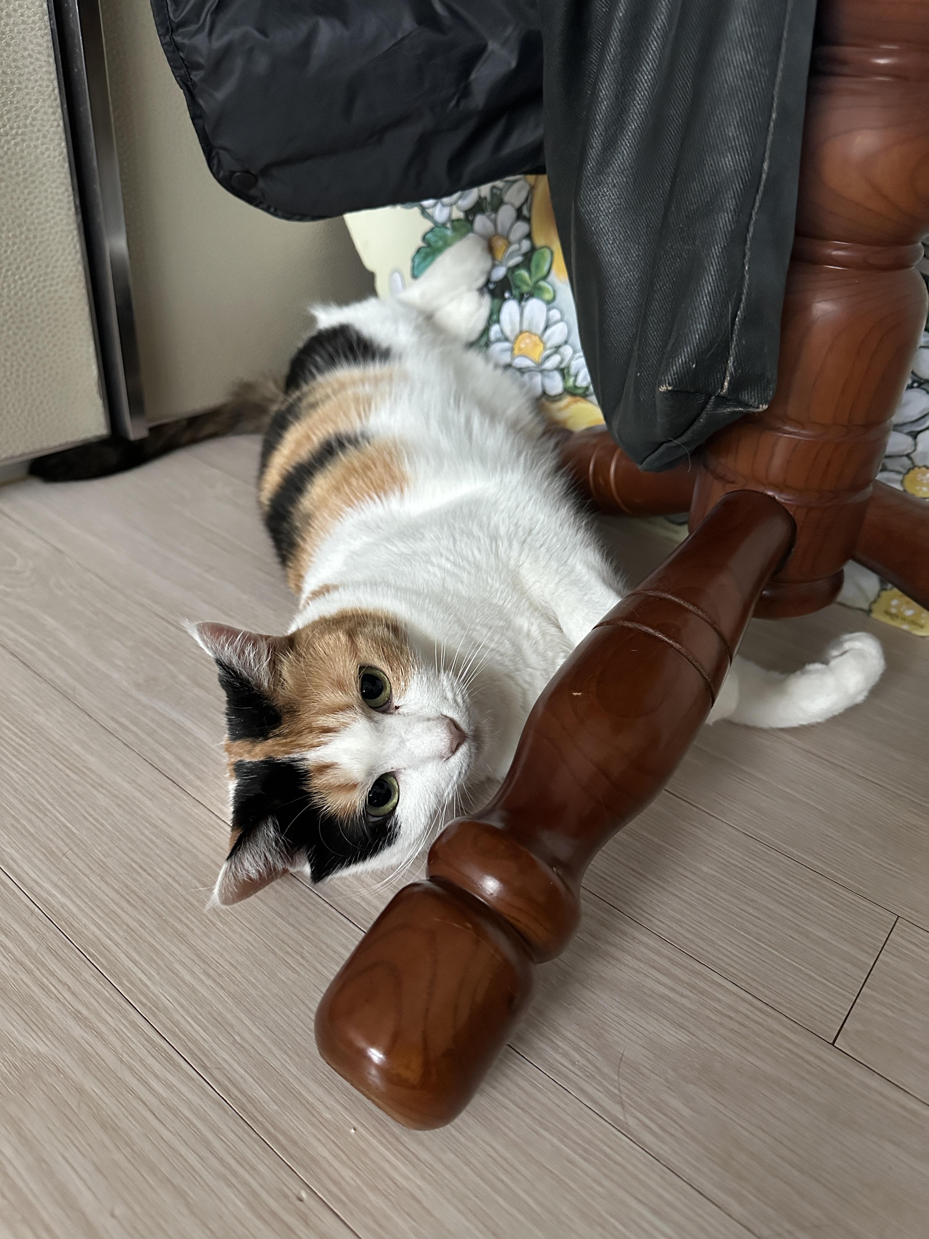 진정한 찜질 러버 요미 (feat. 뜨끈한 곳은 기가 막히게 찾는 고양이들)