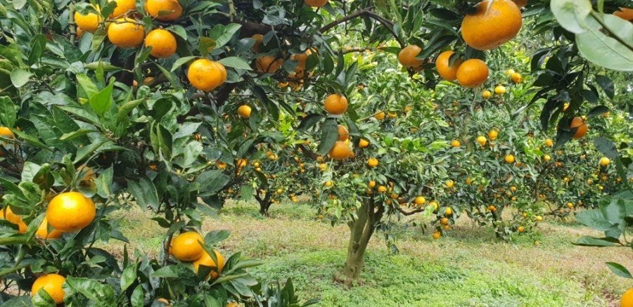 025 제주 감귤박람회 일정·입장료·체험 총정리 관련 사진