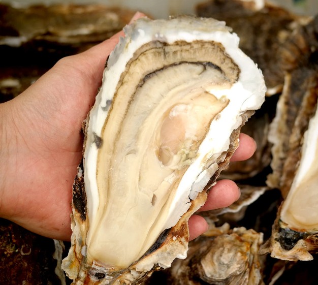 6시내고향 광양 섬진강 벚굴