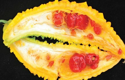 익은여주를 자른 사진