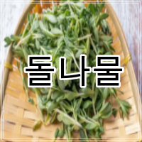 돌나물