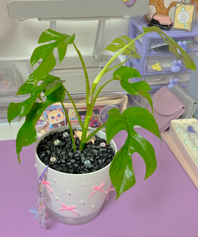 히메 몬스테라 분갈이