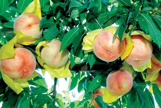 복숭아 재배 꽃 솎기 잎 따기 갈반병 방제_7