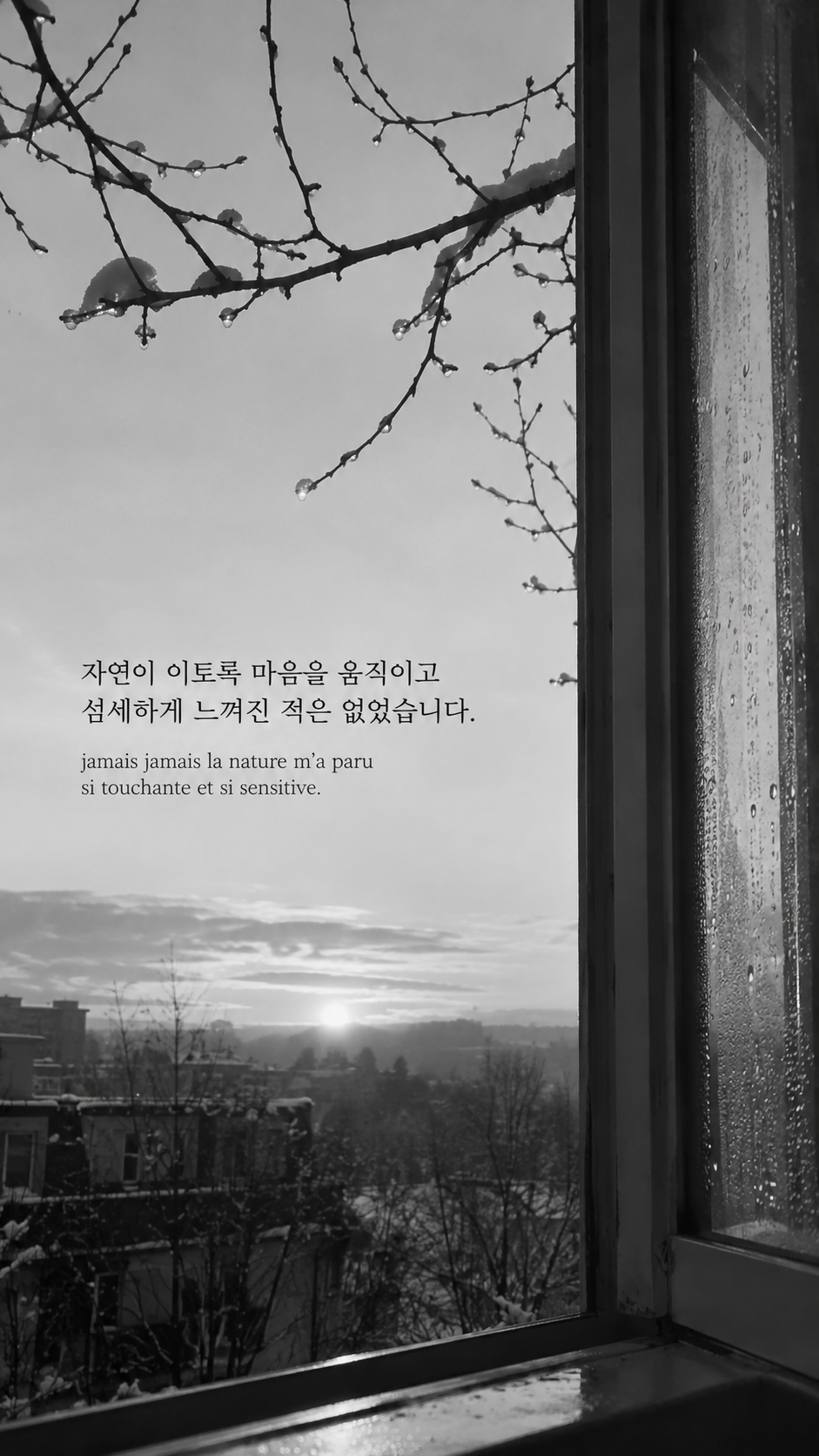 다시 본 자연: 자연이 이토록 마음을 움직이고 섬세하게 느껴진 적은 없었습니다. 녹는 눈이 남은 나뭇가지와 새벽 창, 흑백사진