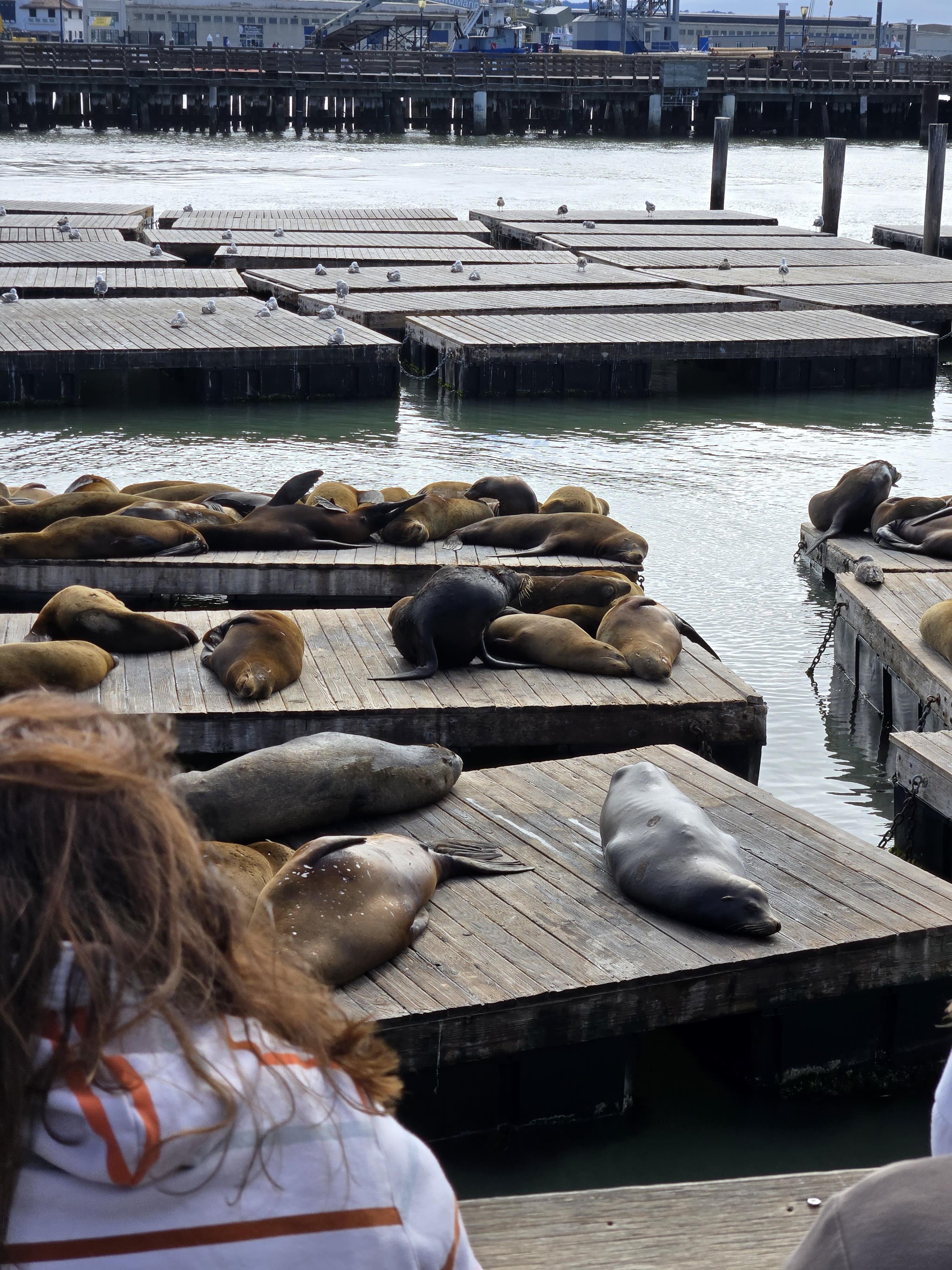 산호세에서 떠난 샌프란시스코 당일치기 여행기 관련사진