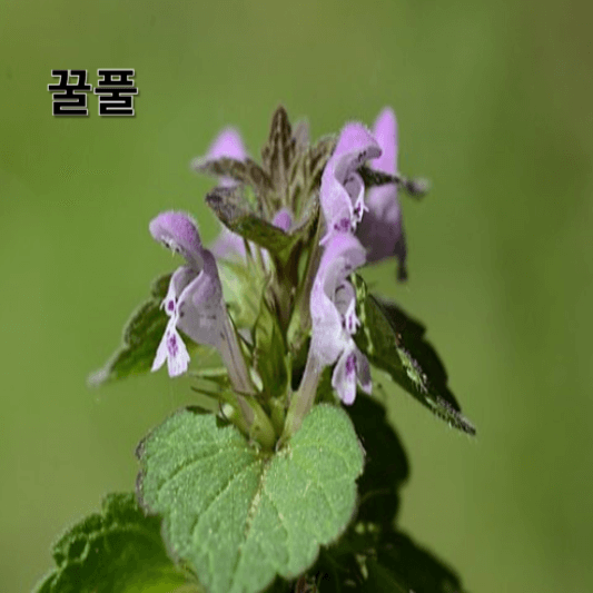 꿀풀의 영양소 및 효능, 채취방법, 요리 레시피