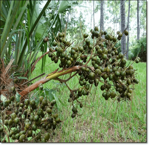 쏘팔메토 추출물
