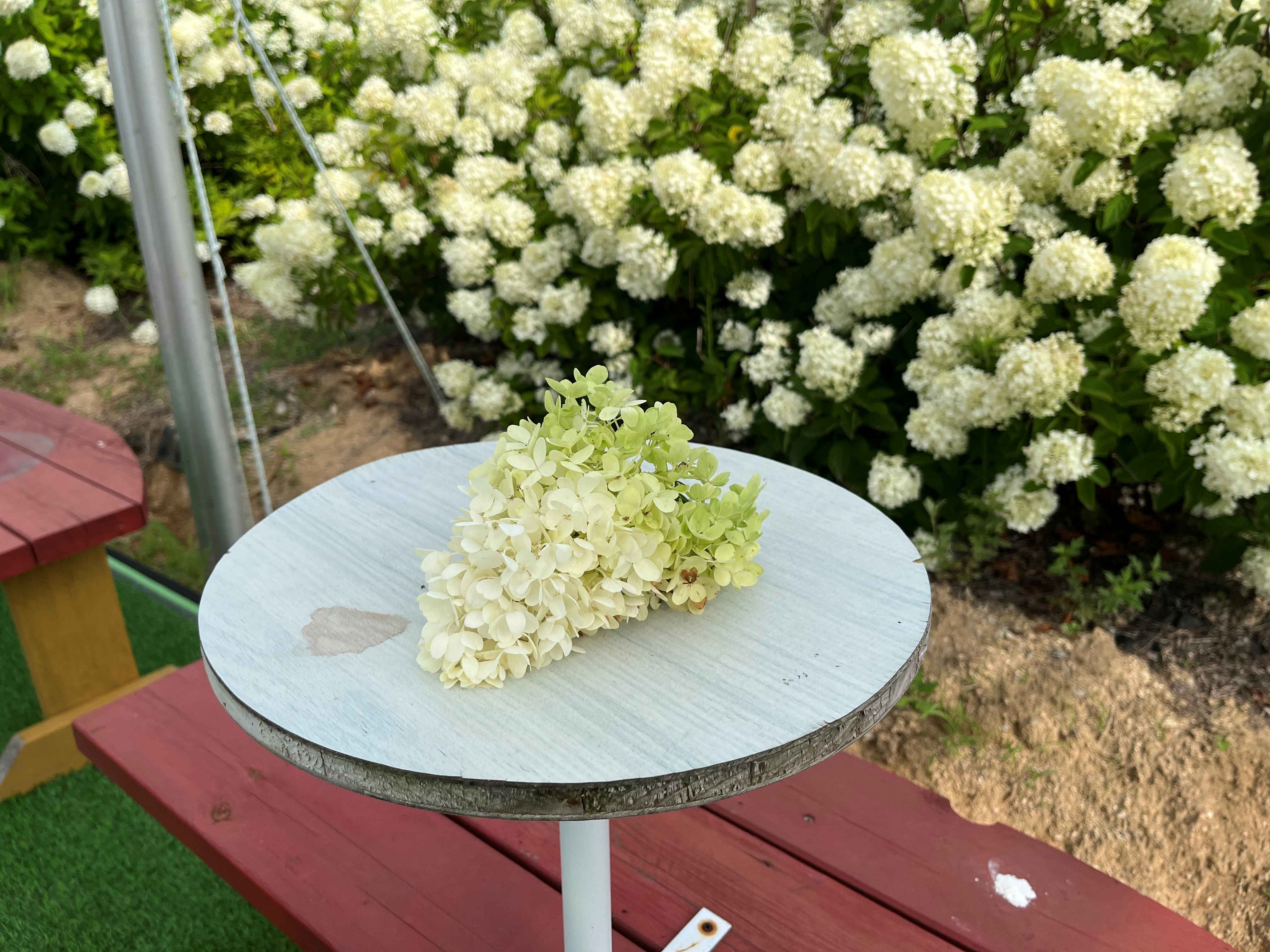 속초 영랑호 수국축제 속초수목농원