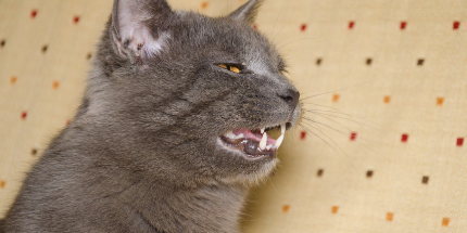 고통스러운 고양이