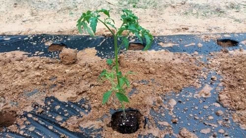 방울토마토-심기-모종-심는방법-정식방법