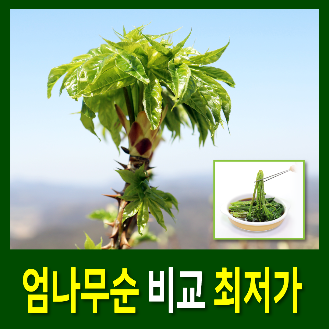 엄나무순 먹는법 데치기 무침 장아찌 보관법-썸네일