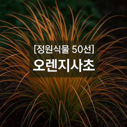 오렌지사초 : 바람에 물결치는 오렌지빛 선의 정원
