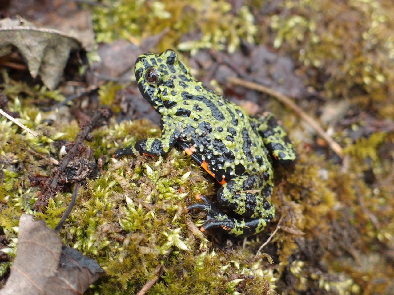 경칩이란? 봄을 알리는 절기의 모든 것 관련 사진