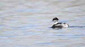 후닌 논병아리 계절별 행동 변화: 번식기 vs 비번식기의 비교 분석