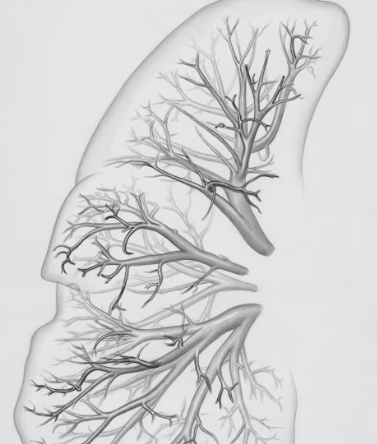 만성폐쇄성 폐질환 증상 치료 원인과 예방법