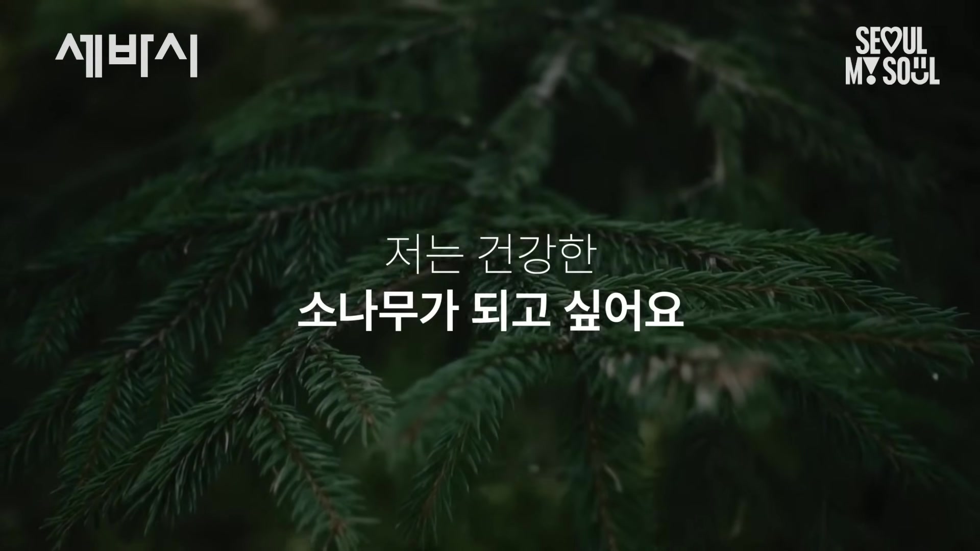 저는 건강한 소나무가 되고 싶어요