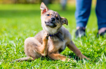 긁고있는 강아지