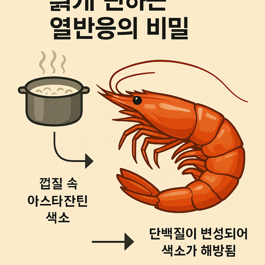 붉게 변하는 새우
