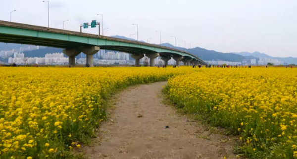 봄꽃 여행지