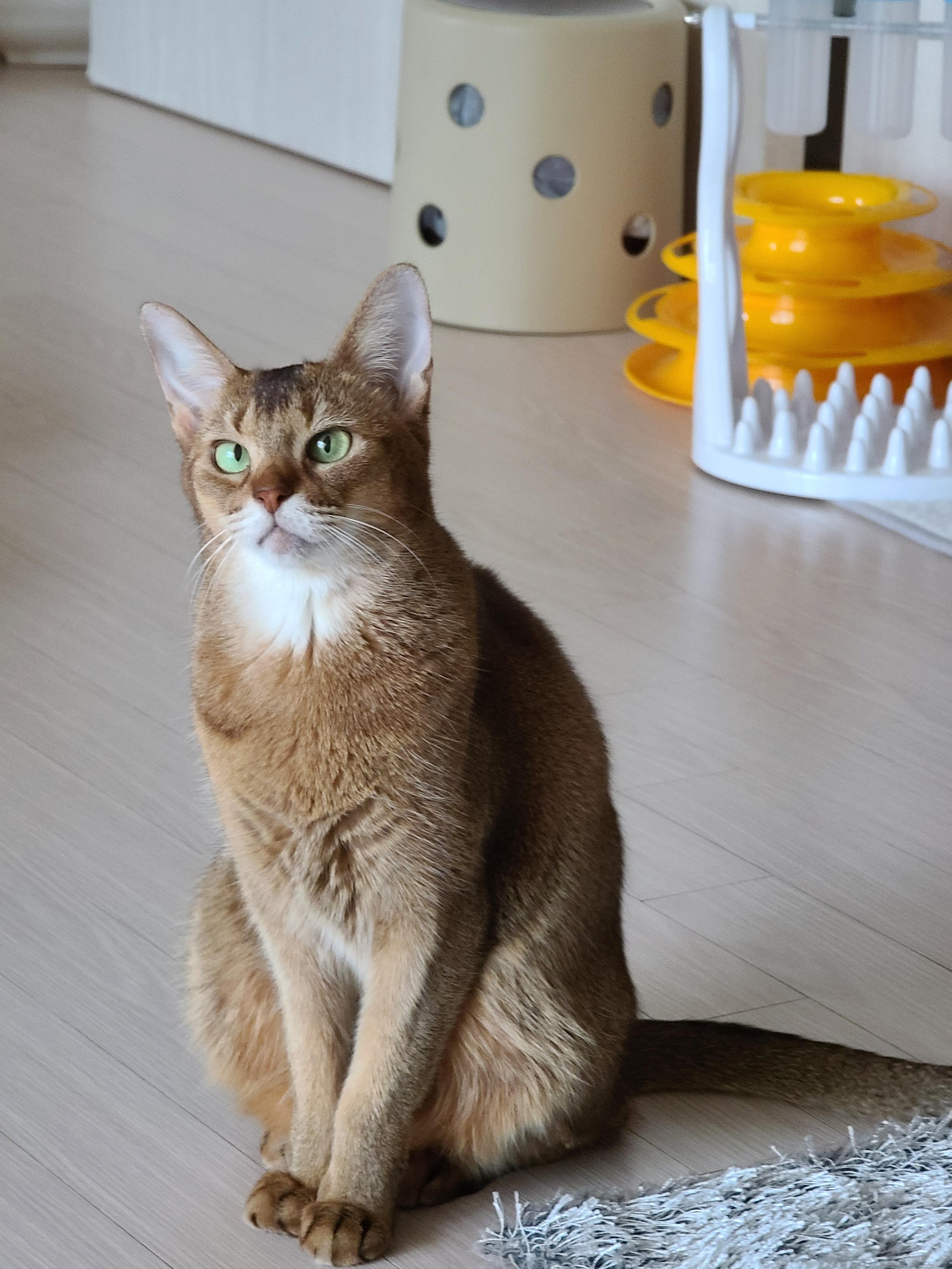 우리집 아홉냥이의 고양이 종류