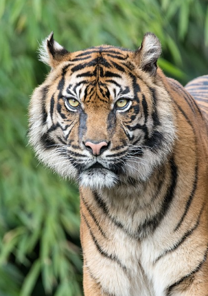 호랑이띠 2025년 운세