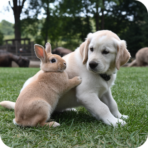 강아지 토끼가 같이 있는 이미지