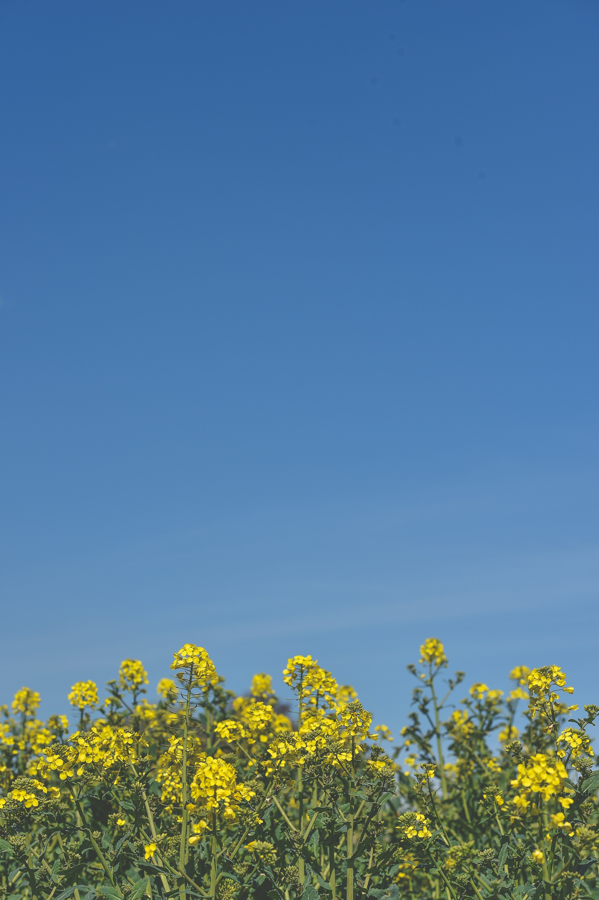 창녕 남지 유채꽃축제