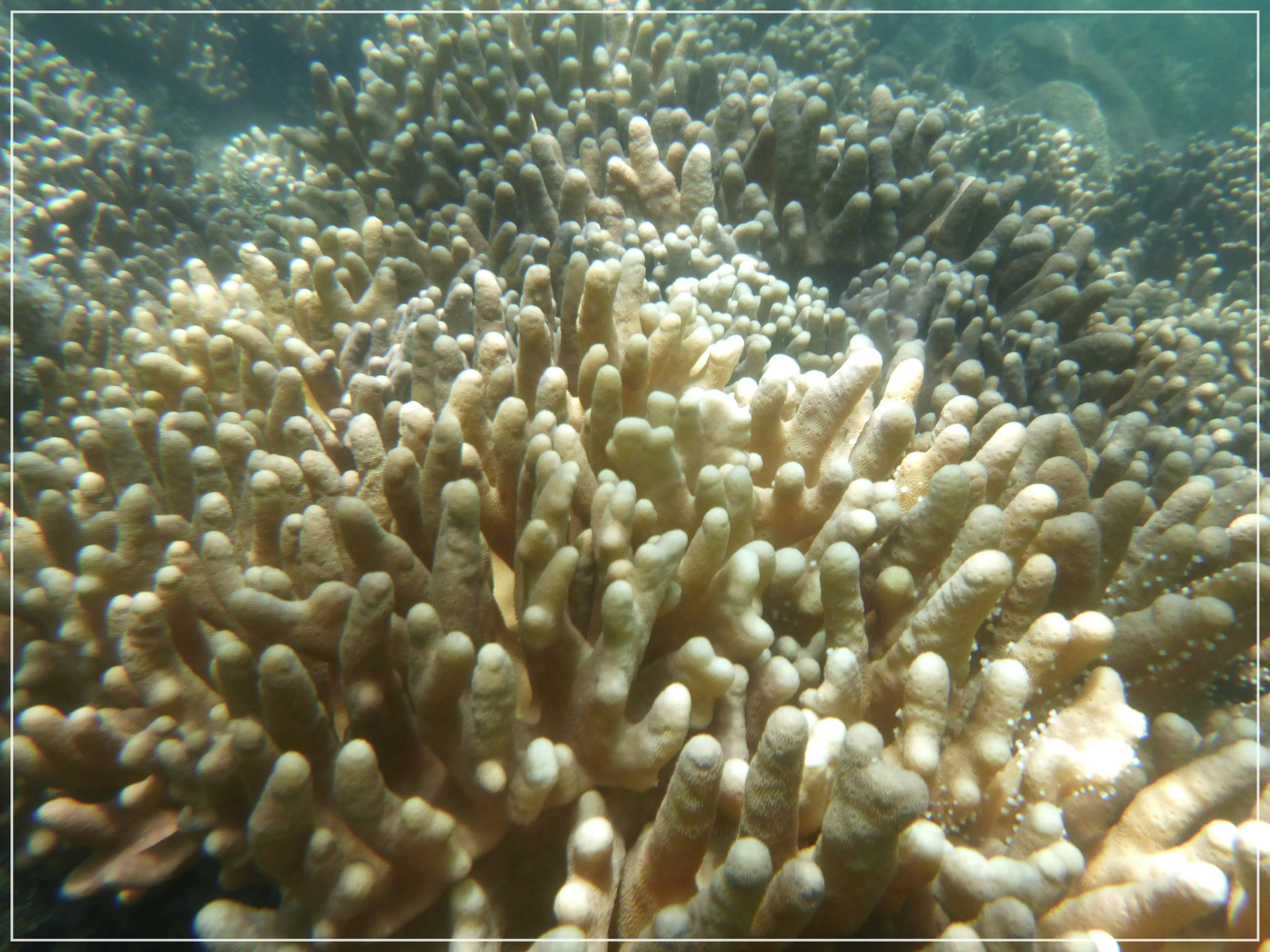 산호는 식물일까 동물일까