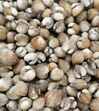 꼬막 해감쉽게하는법