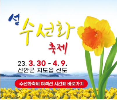 선도 수선화 축제