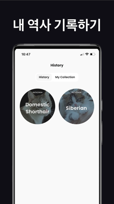 고양이 품종 찾기 앱, 고양이 품종 식별하기