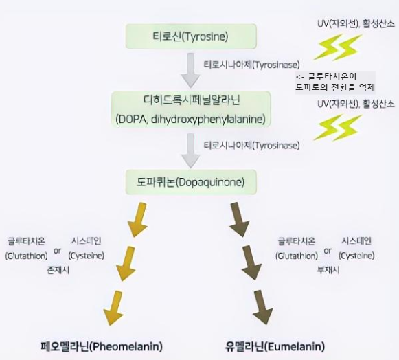 글루타치온의 작용 설명