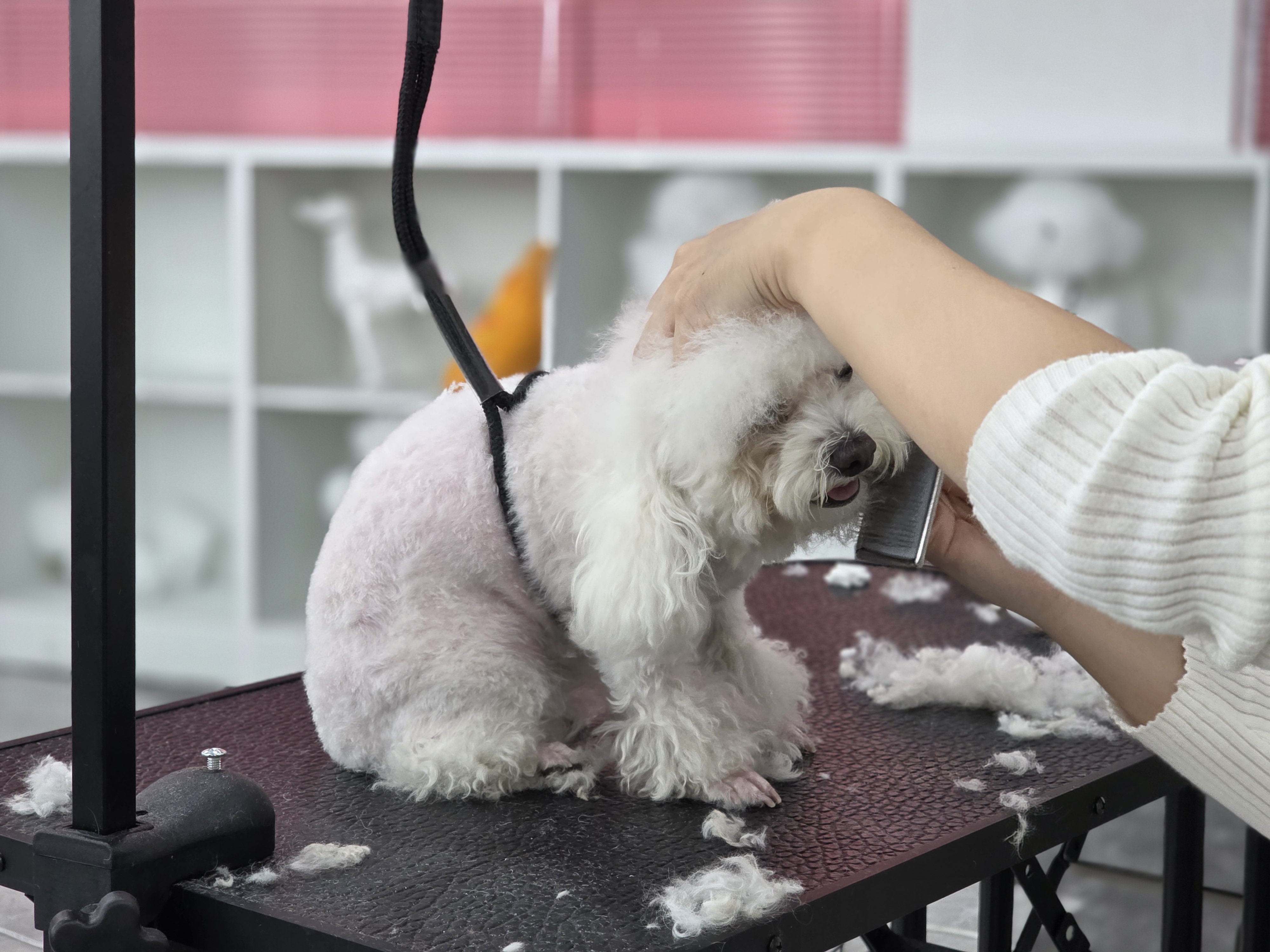 관리가 안된 강아지도 능숙하게 스타일링