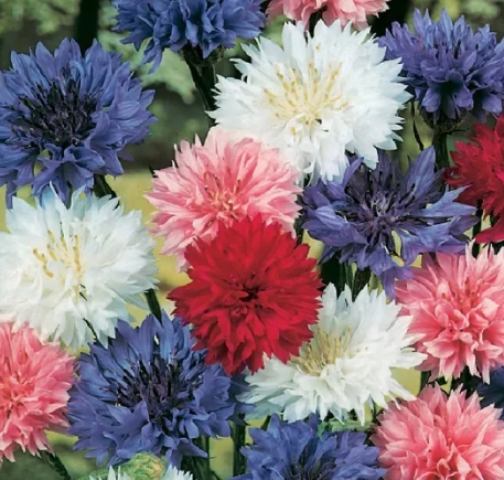 가을에 피는 꽃 수레국화