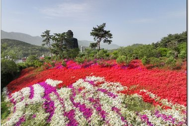 강진 서부해당화 봄꽃 축제