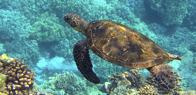 하와이 스노클링 사진