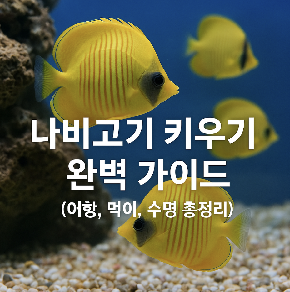 나비고기 키우기 완벽 가이드 (어항, 먹이, 수명 총정리)